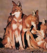 ethiopian wolves